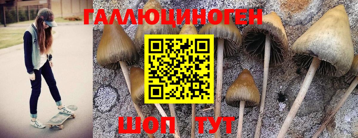Псилоцибиновые грибы Psilocybe Краснокамск